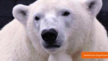 Dog Named Elvis Trained to Detect Pregnancies in Polar Bears