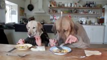 Animals are Weird : Dogs trying to eat like humans