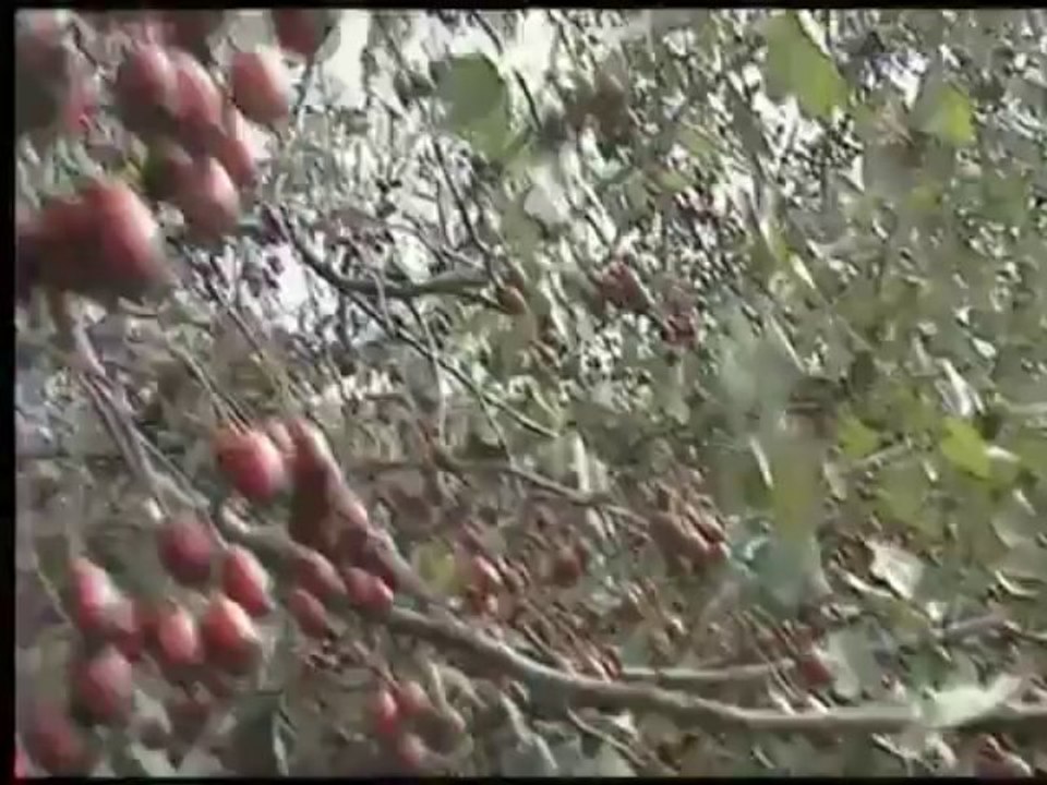 Jesen na Spreckoj dolini