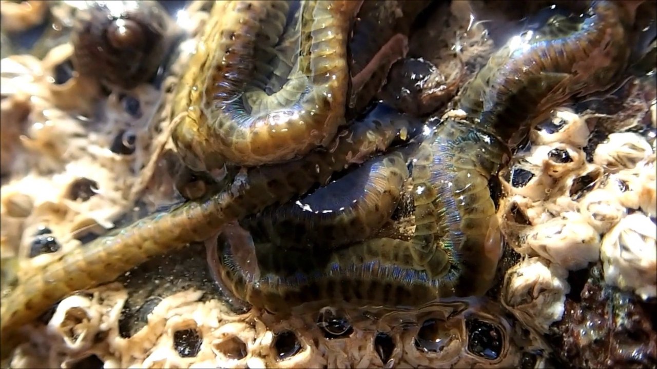 Phyllodoce, le grand ver vert