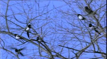 Akbaba VS Deve Kuşu Yumurtası