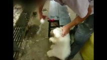 PETA denounces cruel treament of fur rabbits in China