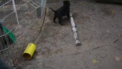 Femelle collier Violet