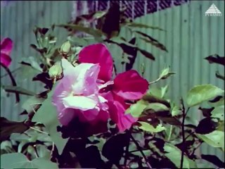 Padakottai (1964) - Thottal Poo Malarum