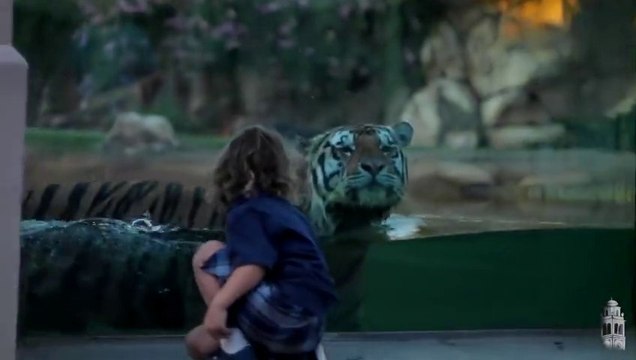 Tiger VS Mike - Playing like a Cat!