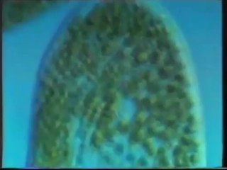 Las células del Precámbrico