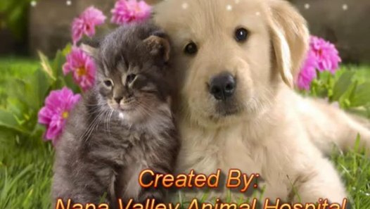 Veterinary Clinic Vaughan | Animal Hospital Vaughan ...