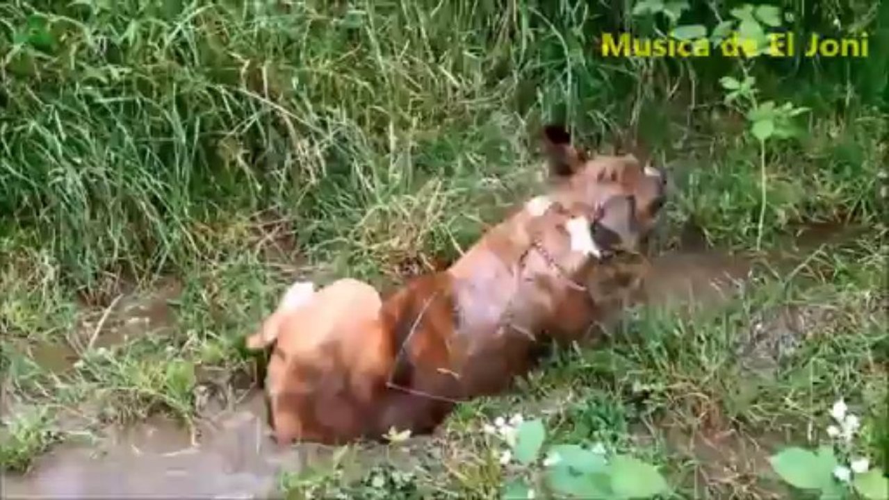 Videos de Risa