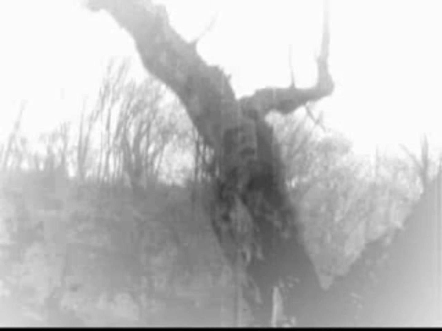 old forest