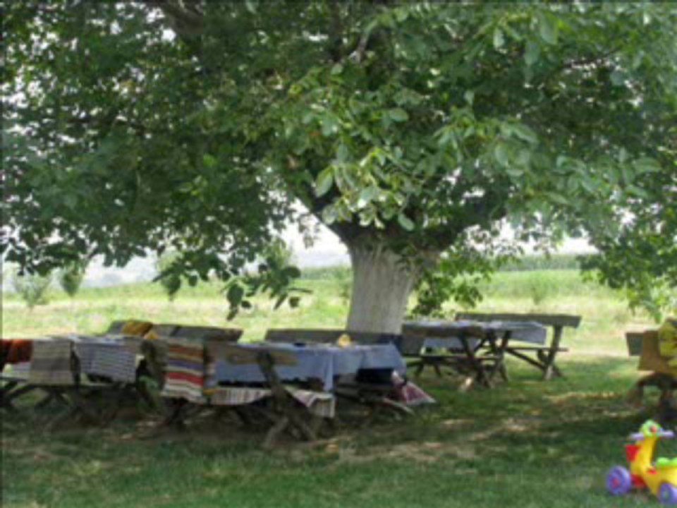 Orah - kratka novela