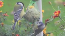 Jardinage : comment aider les oiseaux à passer l'hiver