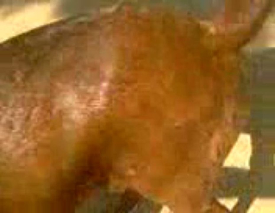 Qurbani bakra