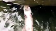 Ottert