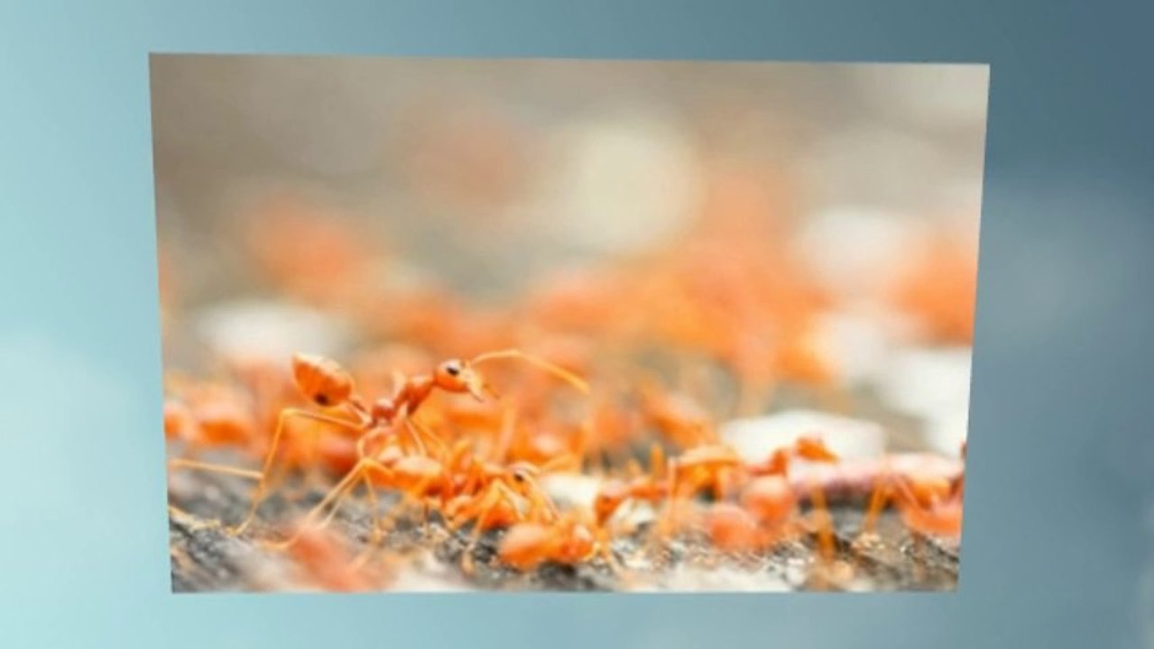 Pest Control Buckingham