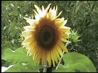 Sunflowers After the Rain