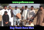 Dog Track Race Dina (Trial)
