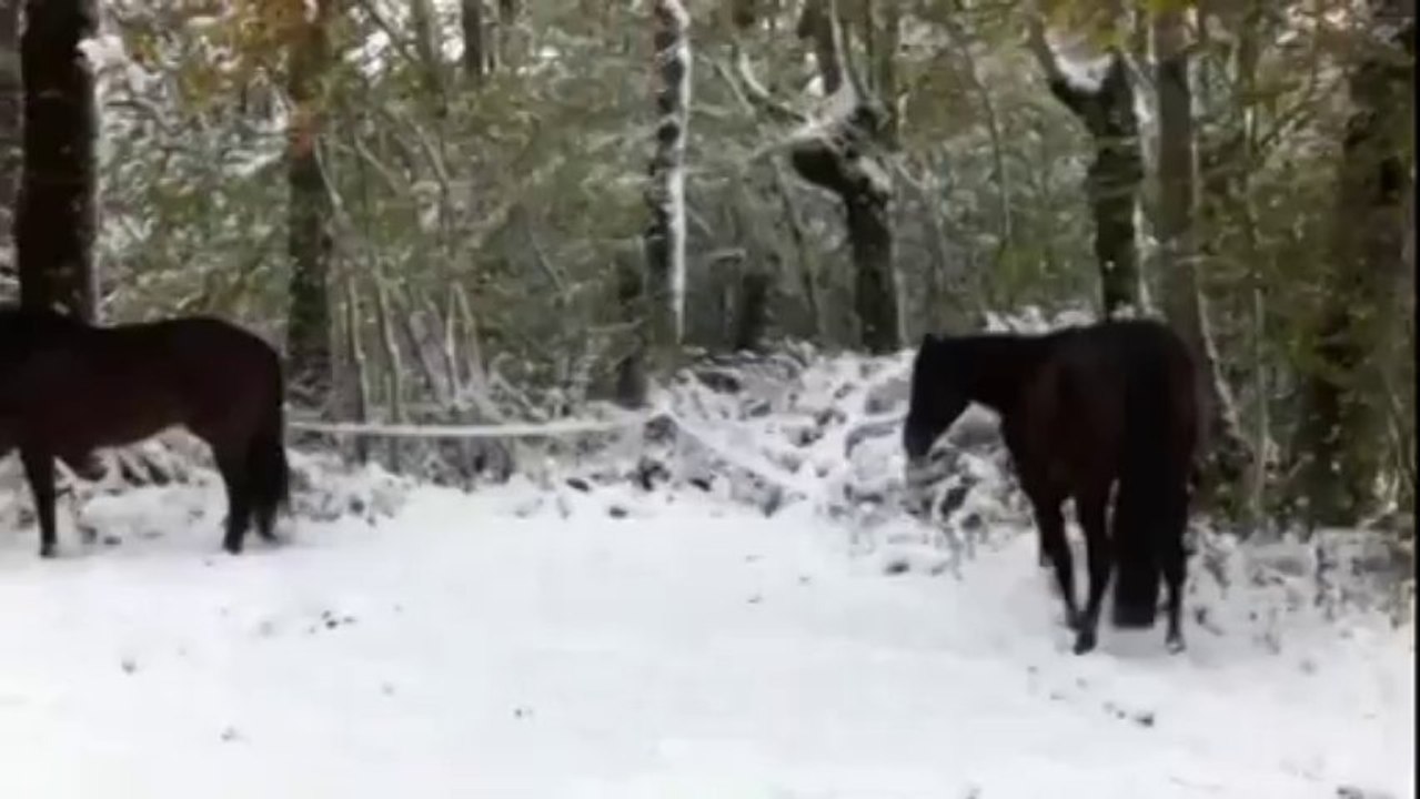 Blanca - premières neiges