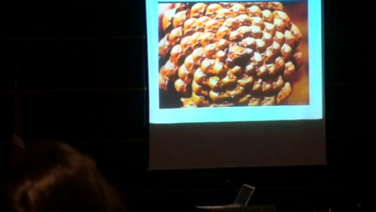 Doğanın Güzellik Ölçüsü Altın Oran, Prof.Dr.Öner Çakar