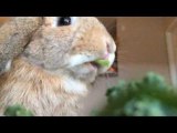 Slow Motion Rabbit Eating Looks Epic