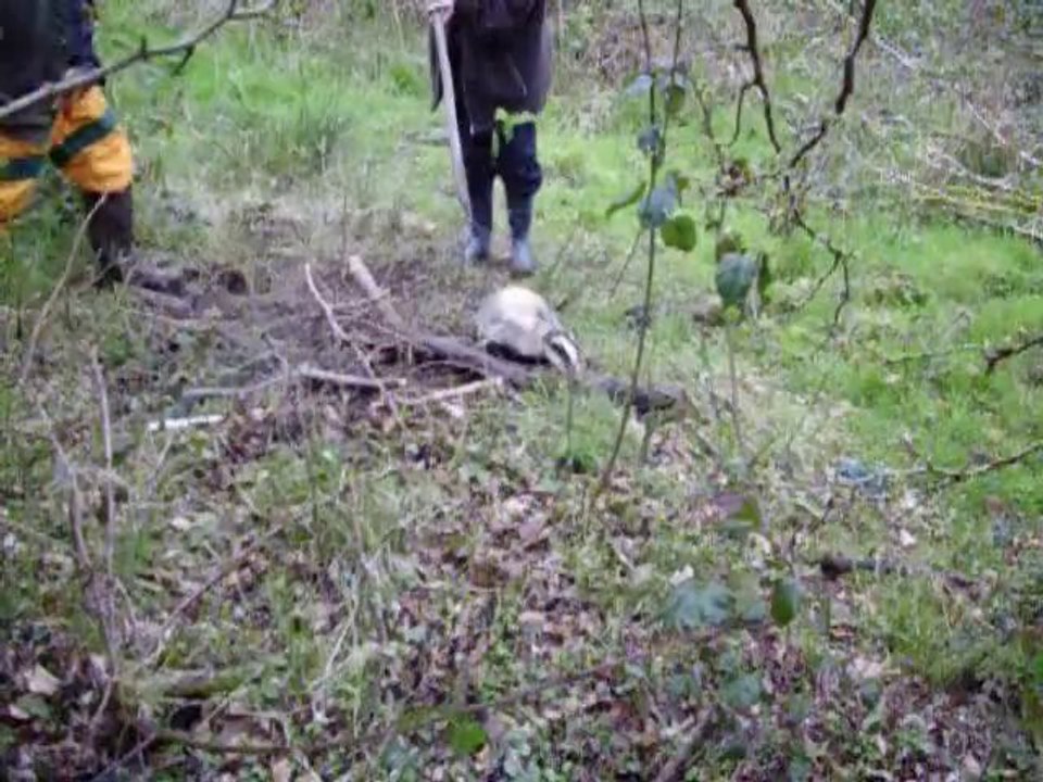 Badger set free from cruel snare