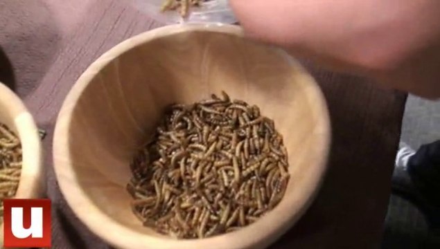 Grillons, fourmis et vers de farine au menu