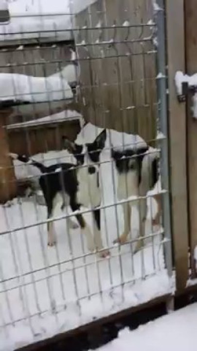 le chenil dans la neige