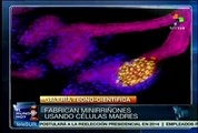 Crean estructuras renales con células madre de los pacientes