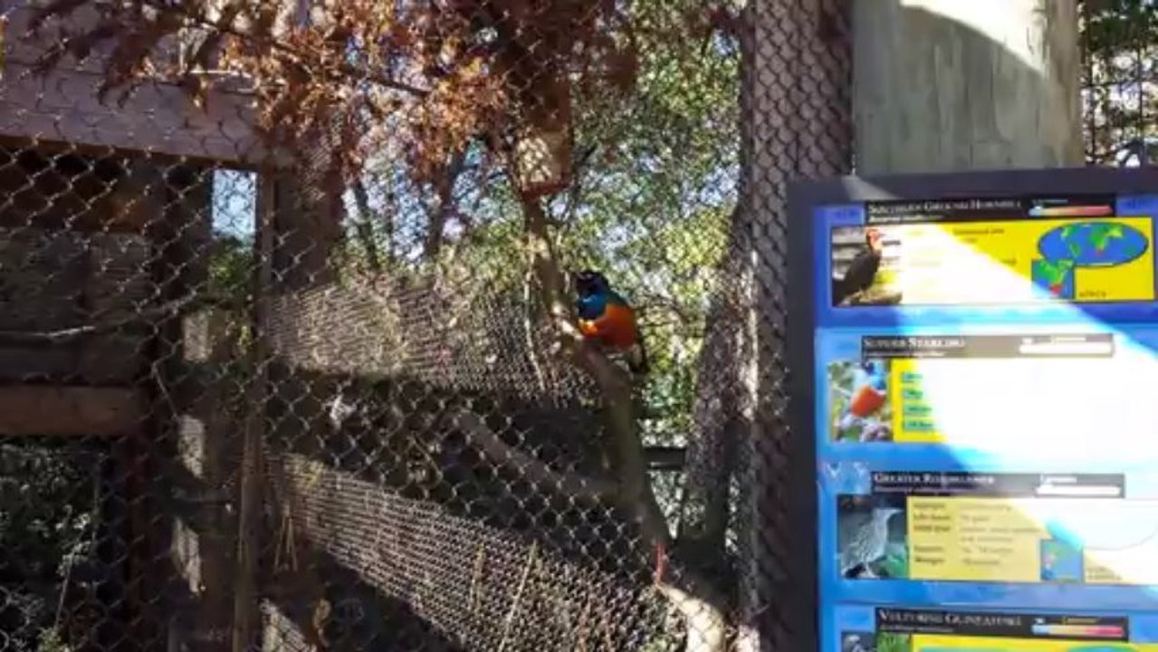 Superb Starling Singing ATL Zoo