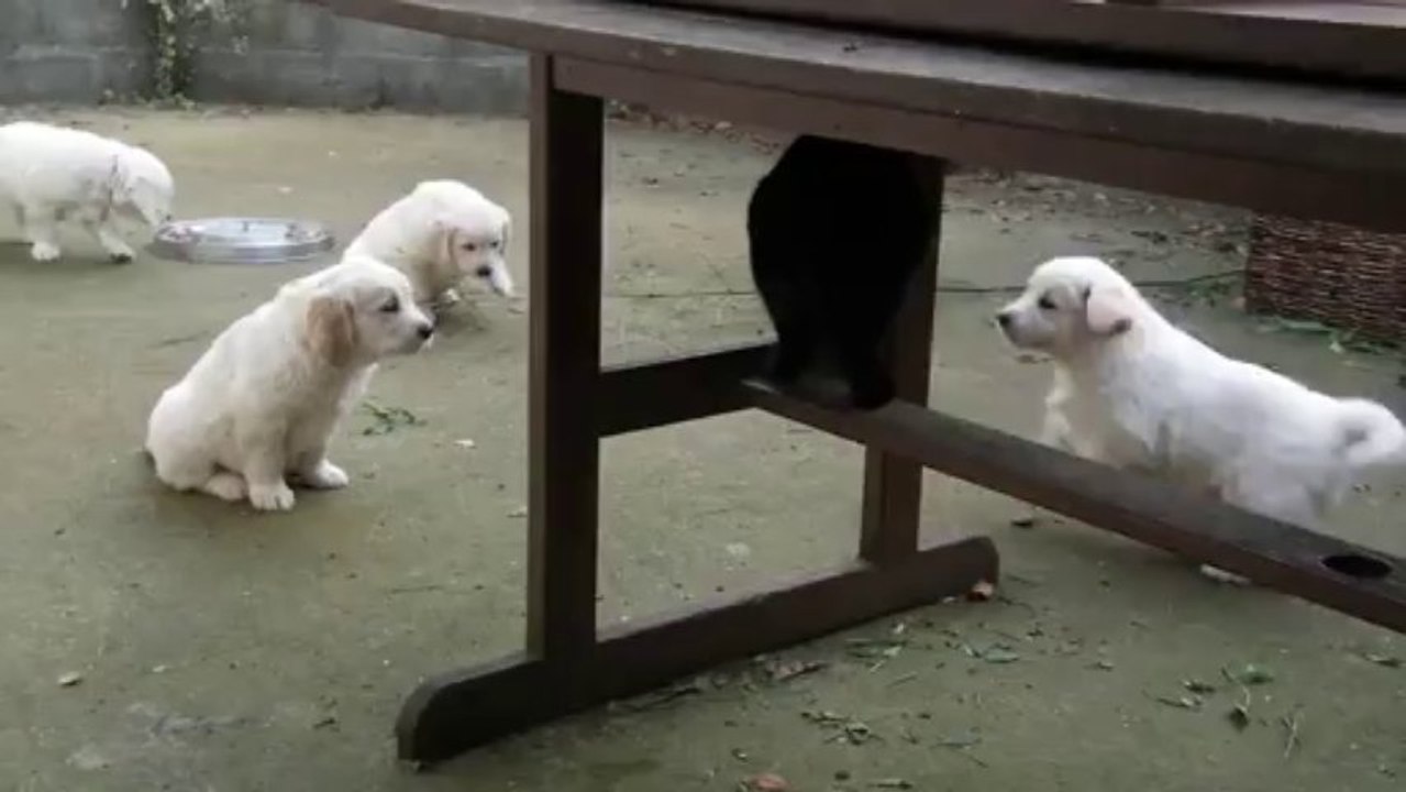 Chiots golden retriever à 7 semaines - 2