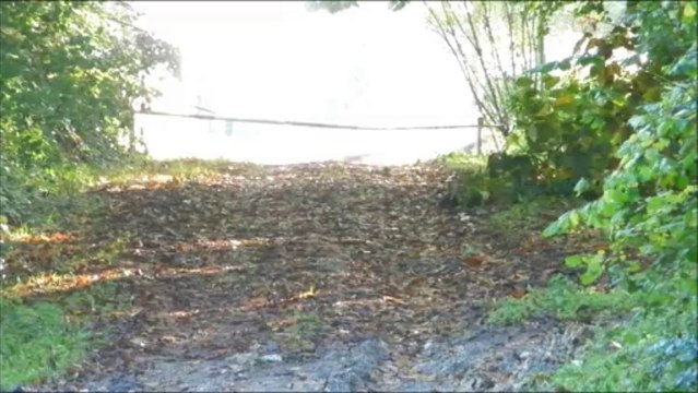 Chasse aux chiens courants