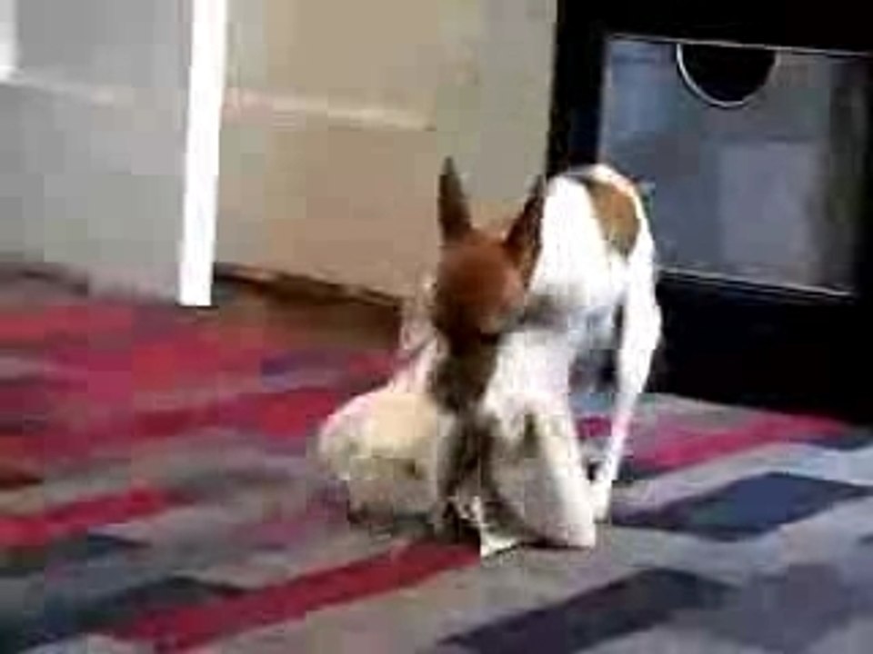 doggy love