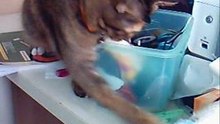 playful cat