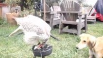 Falcon feeds dog quail