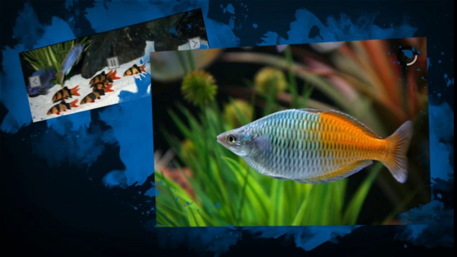 ⁣Saltwater Aquarium