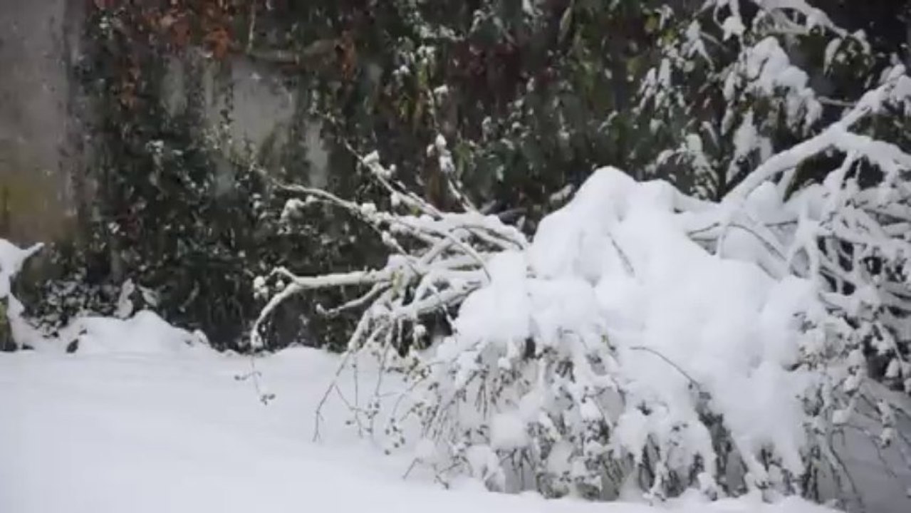 Neige