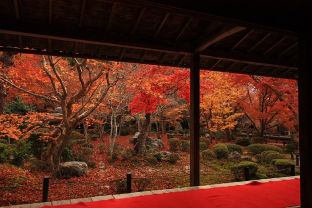Autumn Hotspots in Kyoto and Nara!