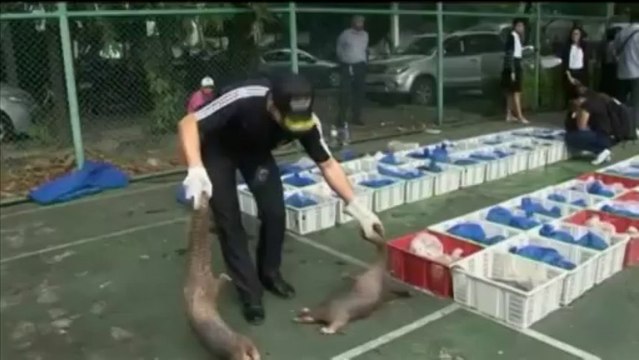 Plus de 120 pangolins saisis en Thaïlande