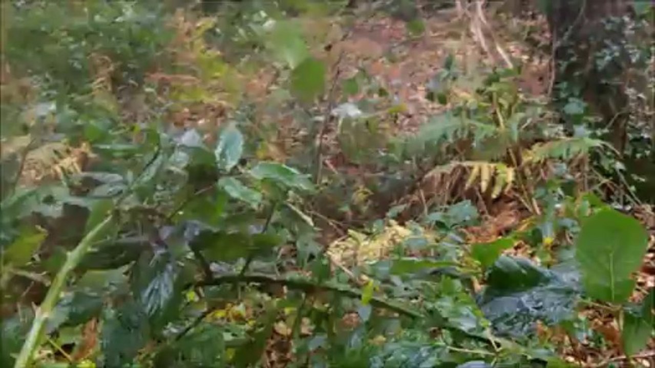 MORGAN AU SPOT DU LABOU LE 21 11 2013