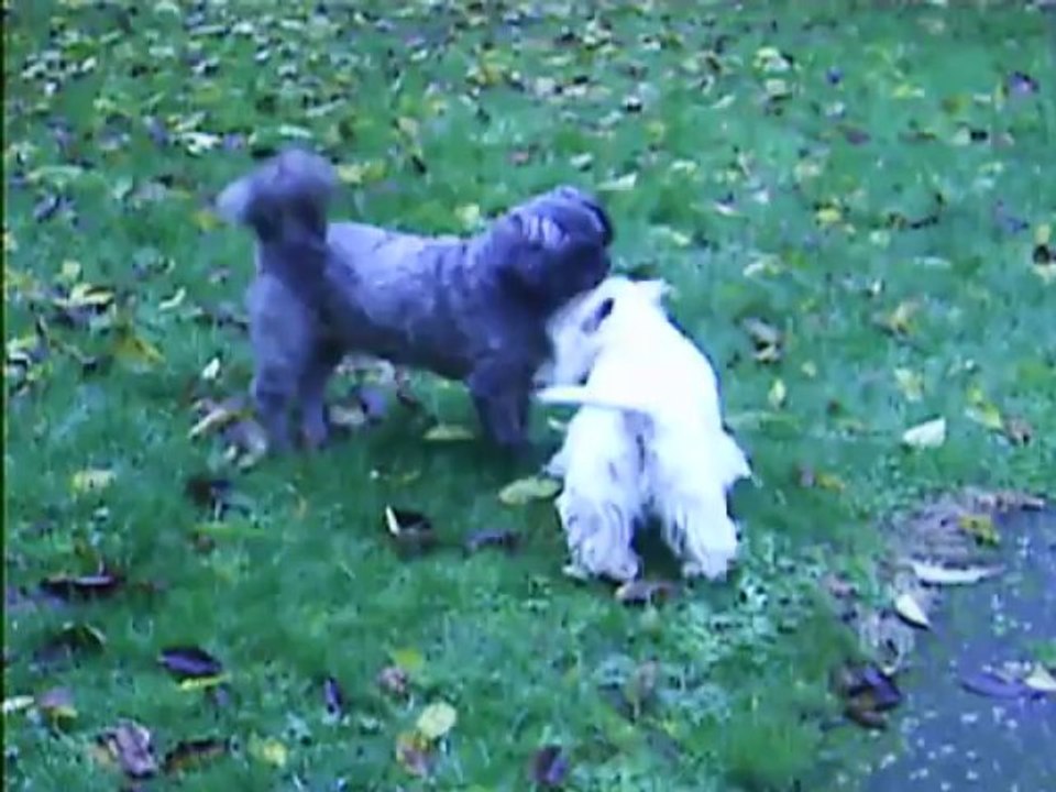 ils jouent