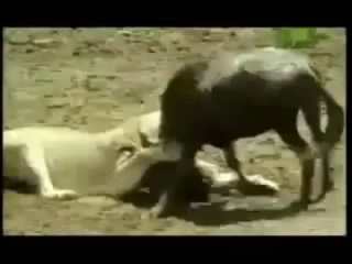 Aslanın Süper Taktiği   ( The lion's super tactic )