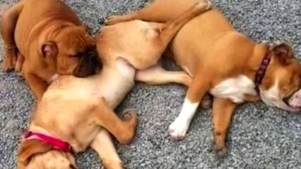 Funny Animals captured on camera