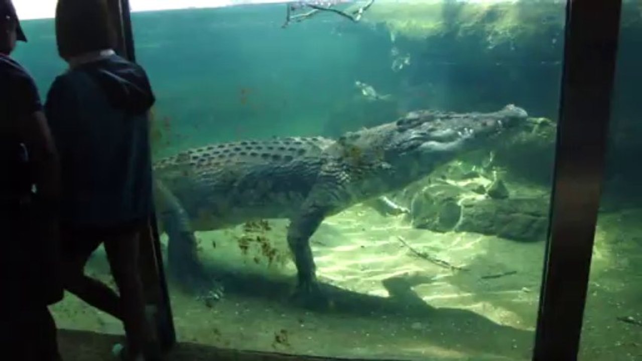 REX