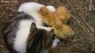 Mother Cat Adopts Ducklings After Just Giving Birth