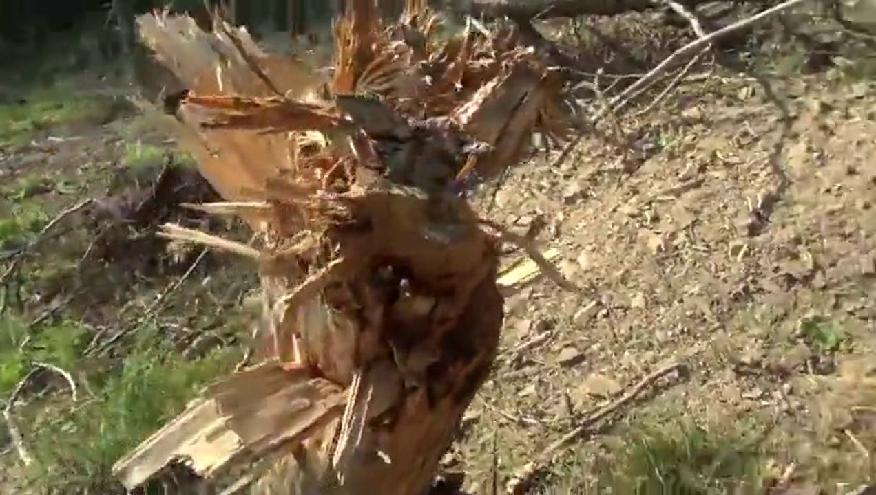 Self-made bomb on a tree!