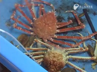 The giant spider crab sloughed off old skin