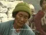 Arunachali women beating the paddy crops to get the grain
