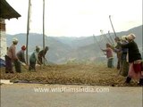 Tribal women threshing cereals to loosen the edible part of cereal grain