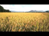 Swaying in the wind: Paddy fields of Arunachal Pradesh