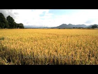 Bright yellow land under a bright blue sky: In Ziro