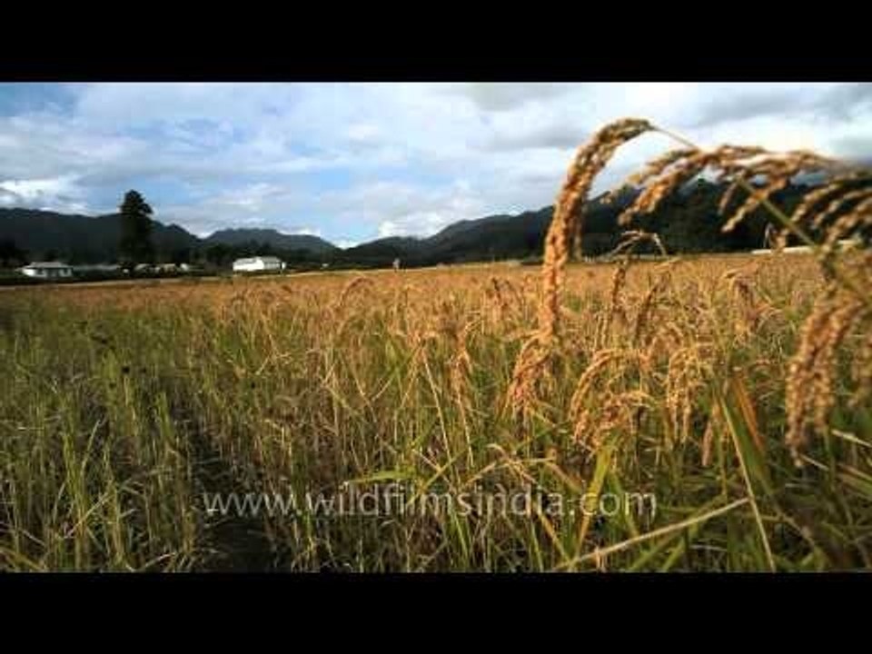 Vast yellow plains: Harvesting season in Ziro